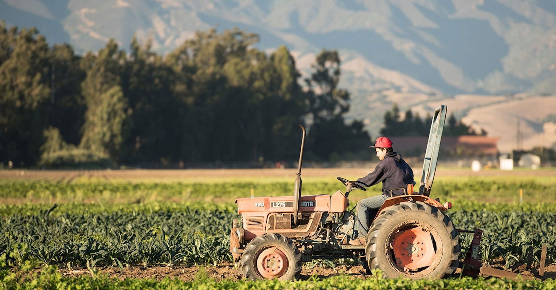 Man driving tractor in green field