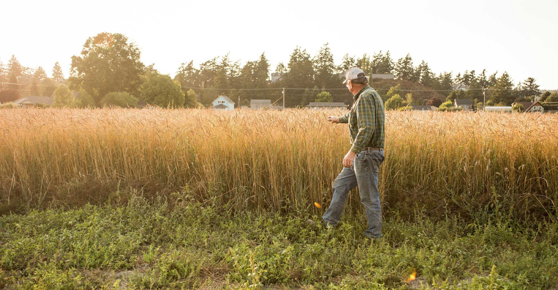 Man field oats